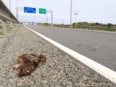 Bubo virginianus magellanicus