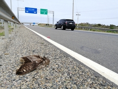 Bubo virginianus magellanicus