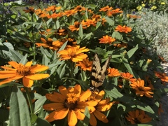 Papilio glaucus