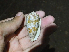 Conus achatinus