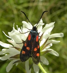 Zygaena angelicae