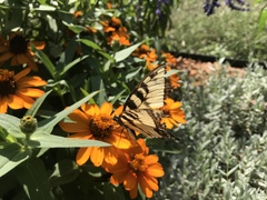 Papilio glaucus