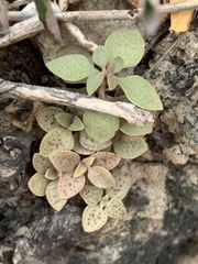 Crassula pellucida brachypetala