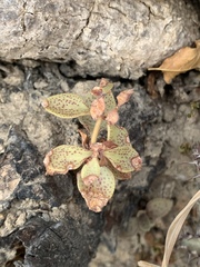 Crassula pellucida brachypetala