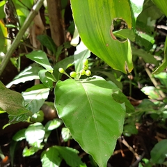Psychotria subsessilis