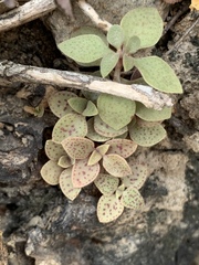 Crassula pellucida brachypetala