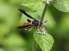 Leucospidae