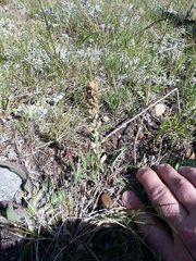 Veronica wyomingensis