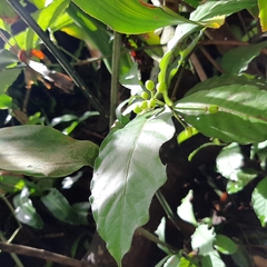 Psychotria subsessilis