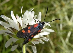 Zygaena angelicae