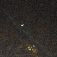 Paradoxurus musangus