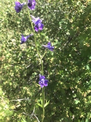 Delphinium hesperium