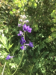 Delphinium hesperium