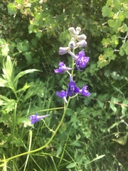 Delphinium hesperium