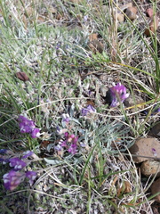 Astragalus spatulatus