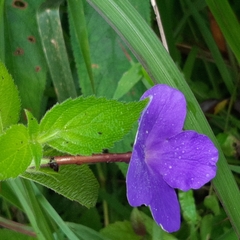 Achimenes longiflora