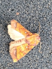 Papaipema leucostigma