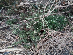 Galium humifusum
