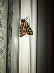 Apantesis parthenice