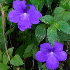 Achimenes longiflora