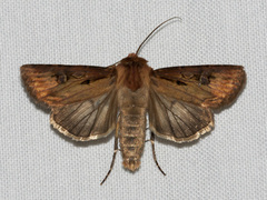Agrotis vancouverensis