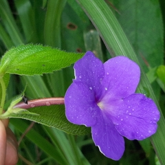 Achimenes longiflora
