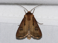 Agrotis vancouverensis