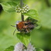 黃胸彩帶蜂 - Photo 由 wklegend 所上傳的 (c) wklegend，保留部份權利CC BY-NC