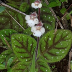 Gloxinia erinoides