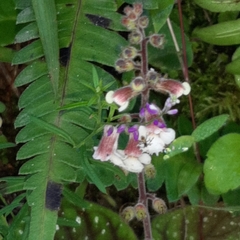 Gloxinia erinoides