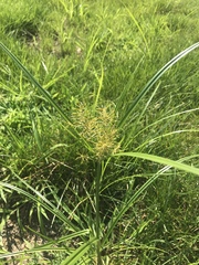 Cyperus esculentus leptostachyus