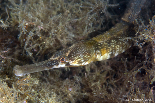 Greater Pipefish