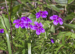 Geranium soboliferum