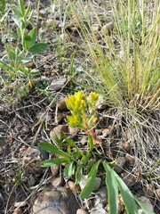 Sedum lanceolatum lanceolatum