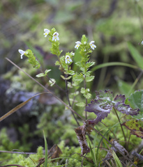 Euphrasia maximowiczii