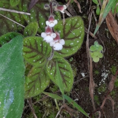 Gloxinia erinoides