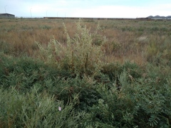 Sophora alopecuroides