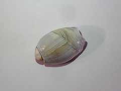 Olivancillaria