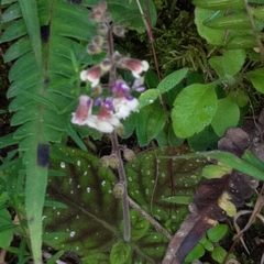Gloxinia erinoides