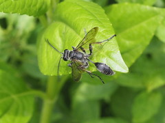 Isodontia nigella
