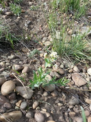 Comandra umbellata pallida