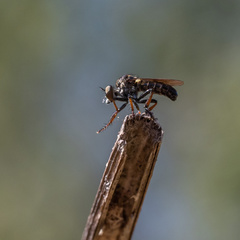 Hadrokolos texanus