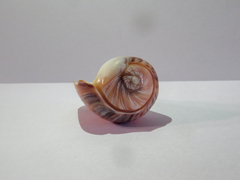 Olivancillaria urceus