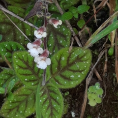 Gloxinia erinoides