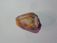 Olivancillaria urceus