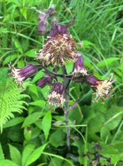 Rugelia nudicaulis