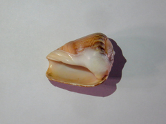 Olivancillaria urceus