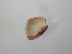 Olivancillaria urceus