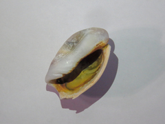Olivancillaria