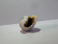 Olivancillaria